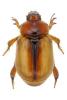 Calicnemis obesa